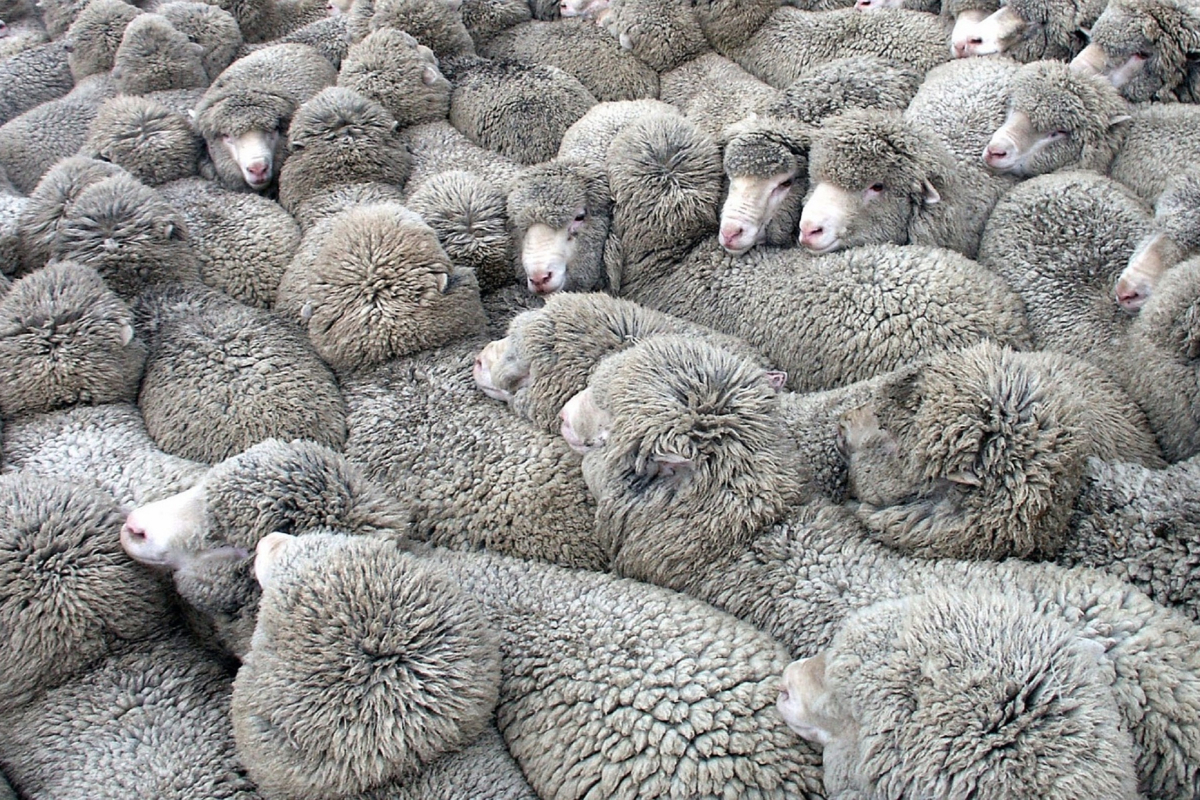 wool 1