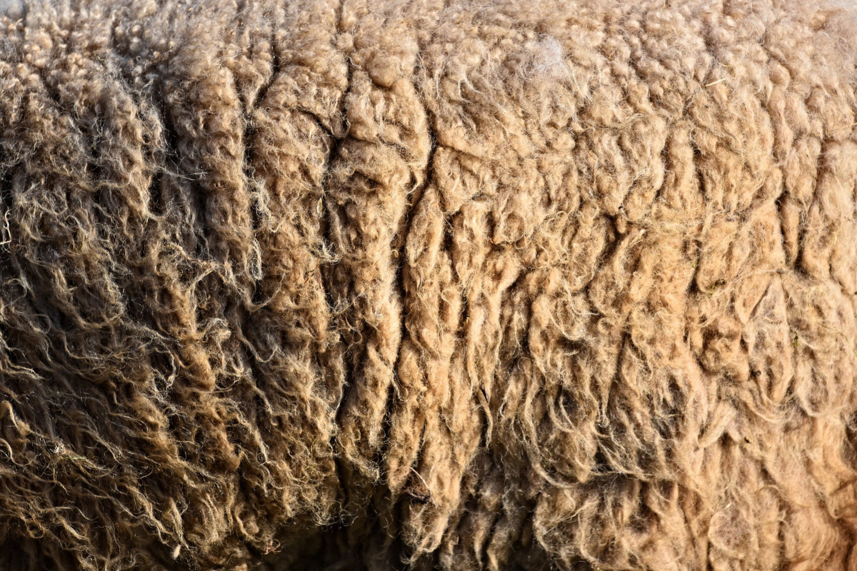 raw wool